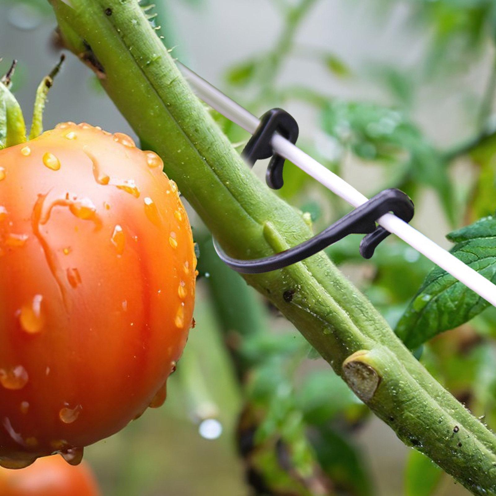 100 stuks plantenbevestigingsc - Vine Climbing Plastic recensie en prijs