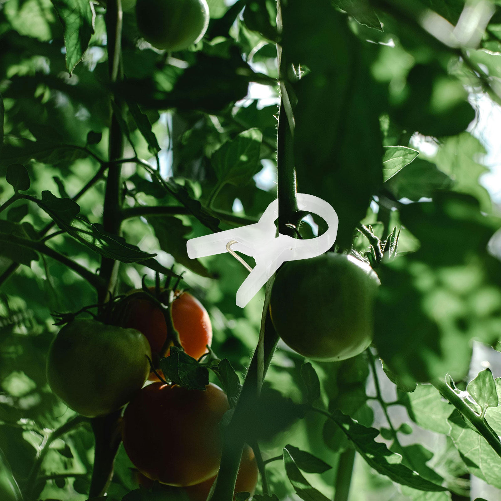 100 stuks plastic plantenklemm - Vine Climbing Plastic recensie en prijs